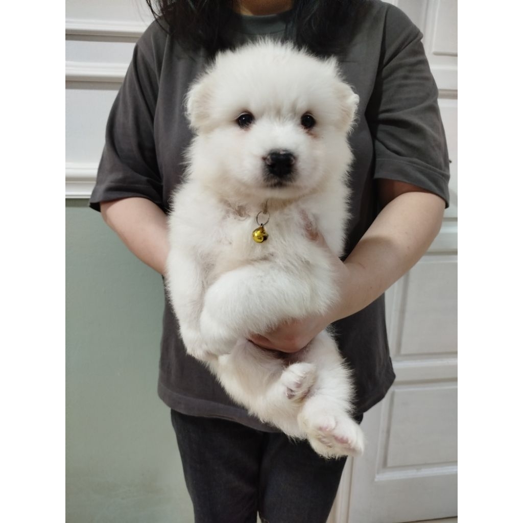 Mainan Samoyed