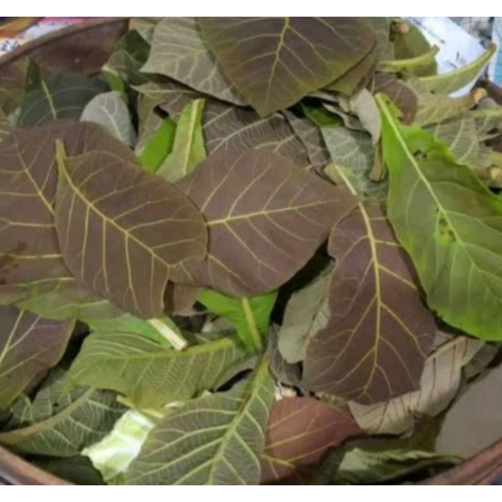 

daun jati muda 35rb perkilo