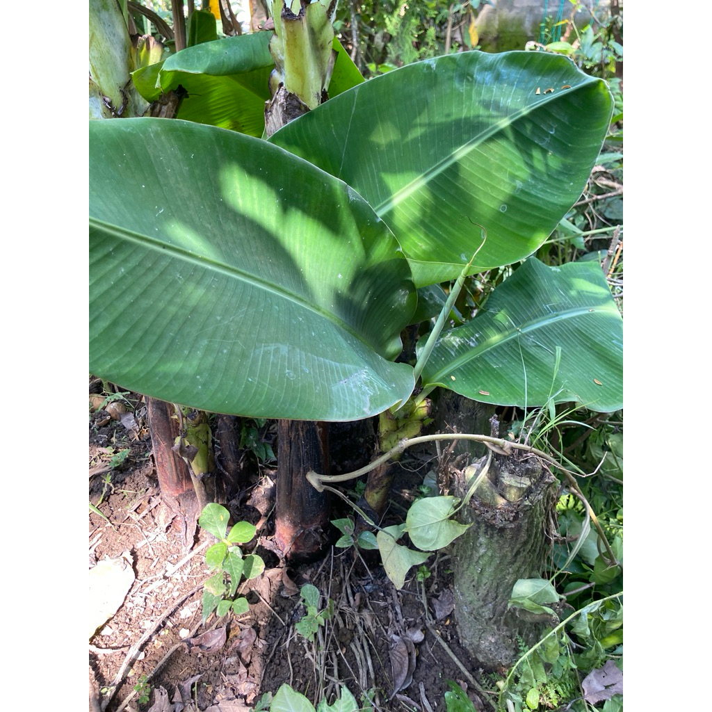 bibit pisang morosebo