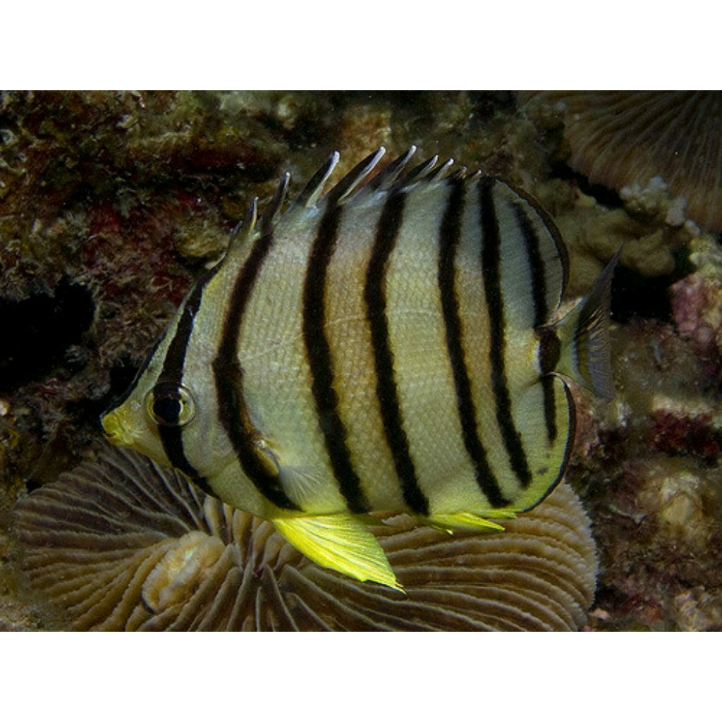 

IKAN HIAS LAUT KEPE SETRIP