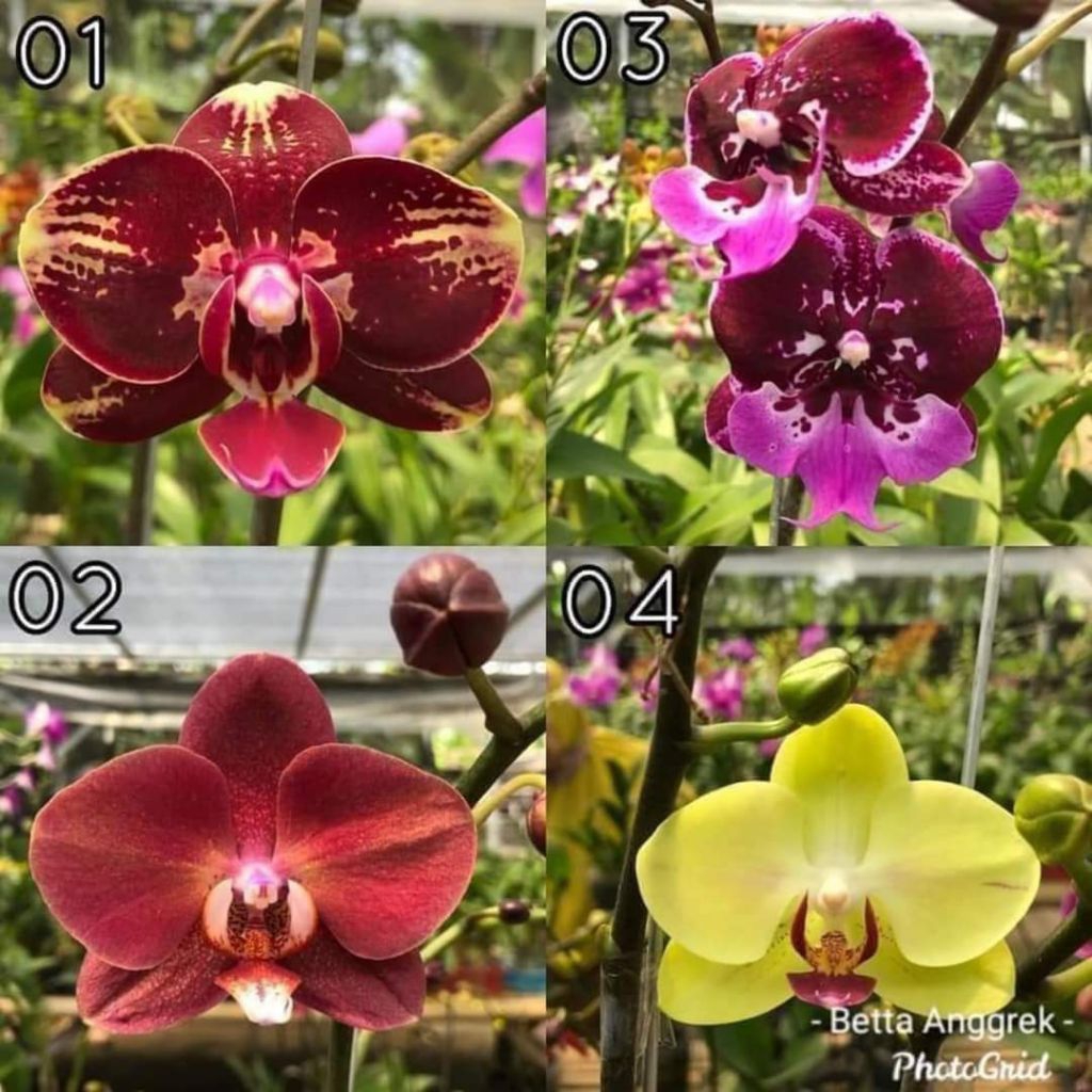 (BISA COD) TERMURAH Anggrek Bulan JUMBO PASCA BUNGA Ex Rental Tanaman Hias Anggrek Bulan Bunga Hias 