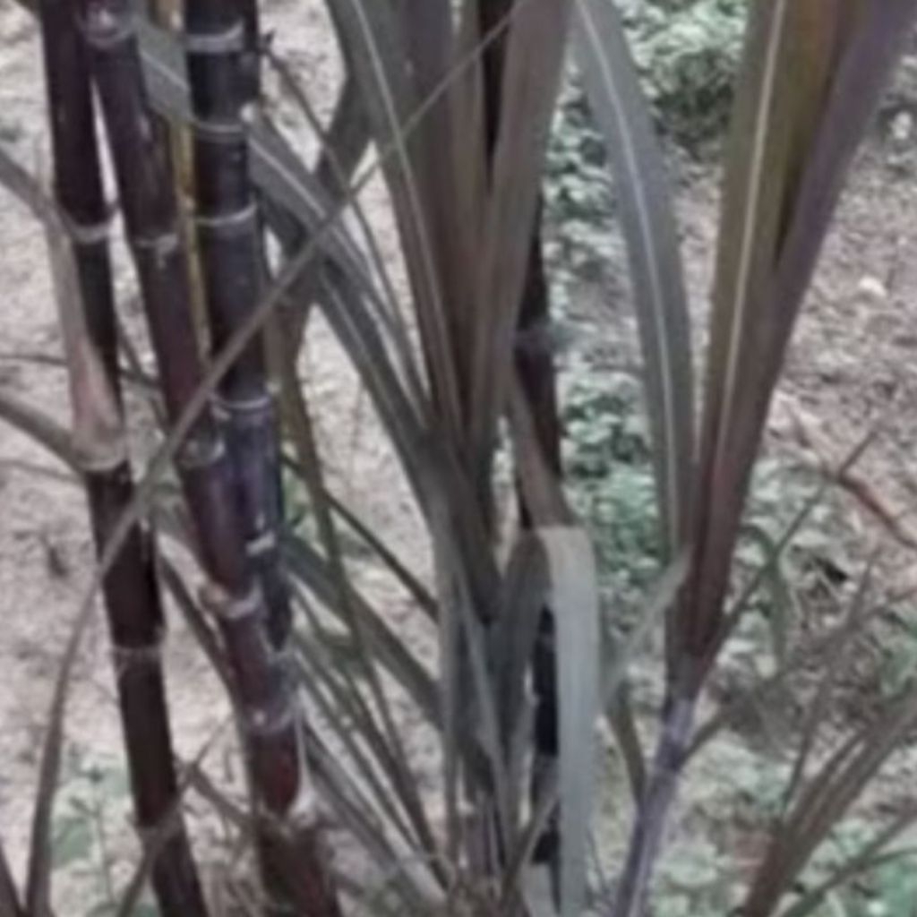 

tebu Wulung / tebu Ireng / tebu hitam / tebu hitam 1kg