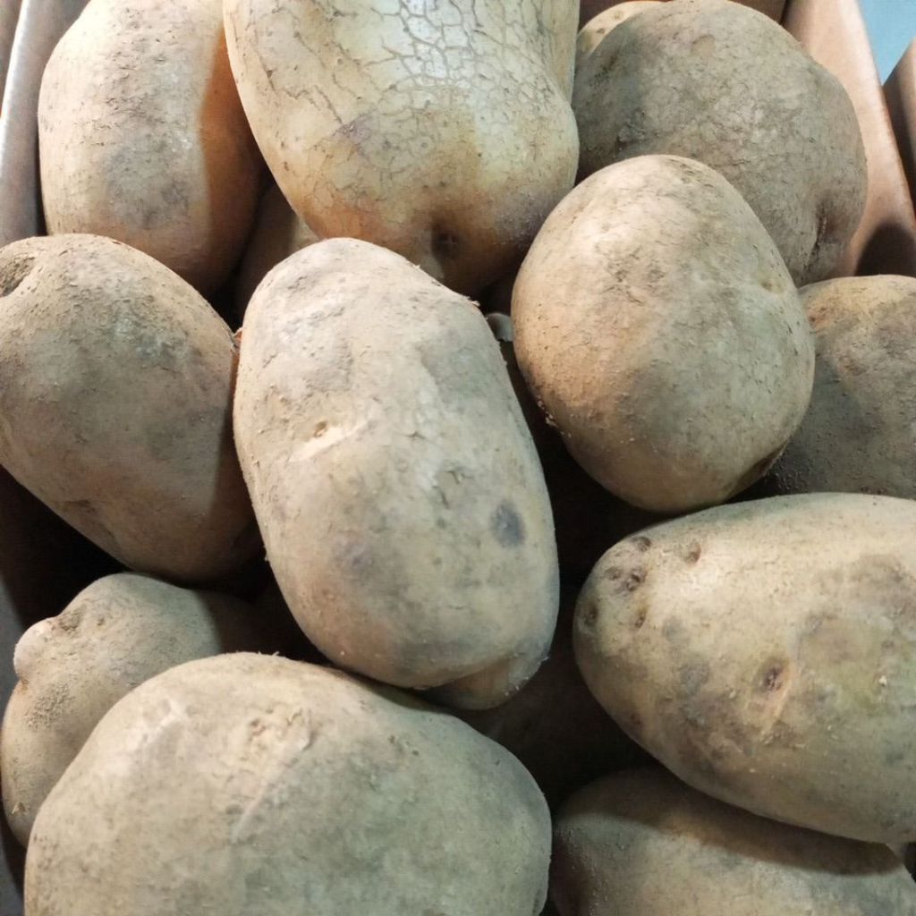 

Kentang fresh baru panen harga promo