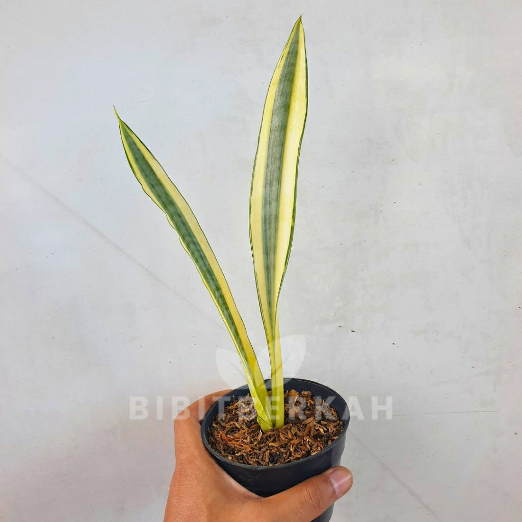 Sansevieria Craigii / Craigi / Carigi - Tanaman Hias Sansivera Lorenti Laurenti Lidah Mertua