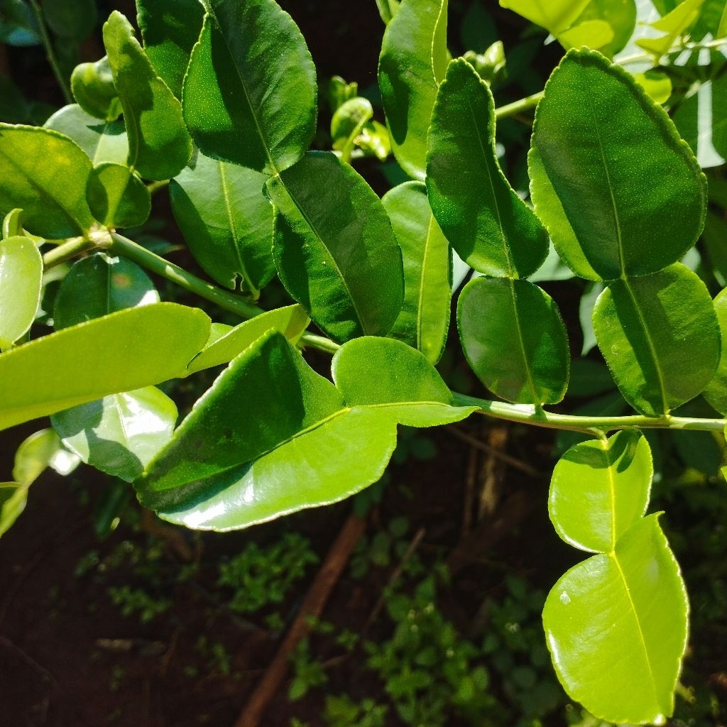 

Daun Jeruk Bumbu 25 lembar