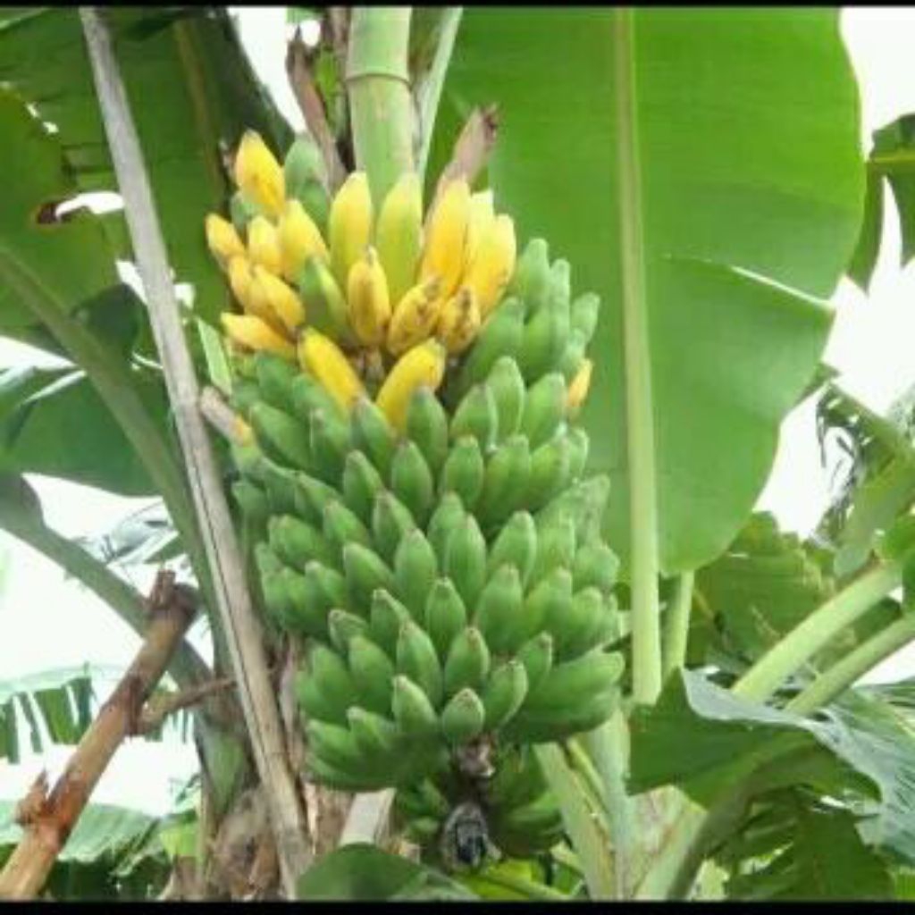 bibit pisang raja bulu super.