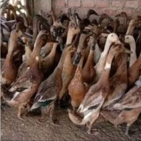 

Bebek Lokal 1,3 - 1,5 kg Berat Hidup Fresh Bukan Frozen