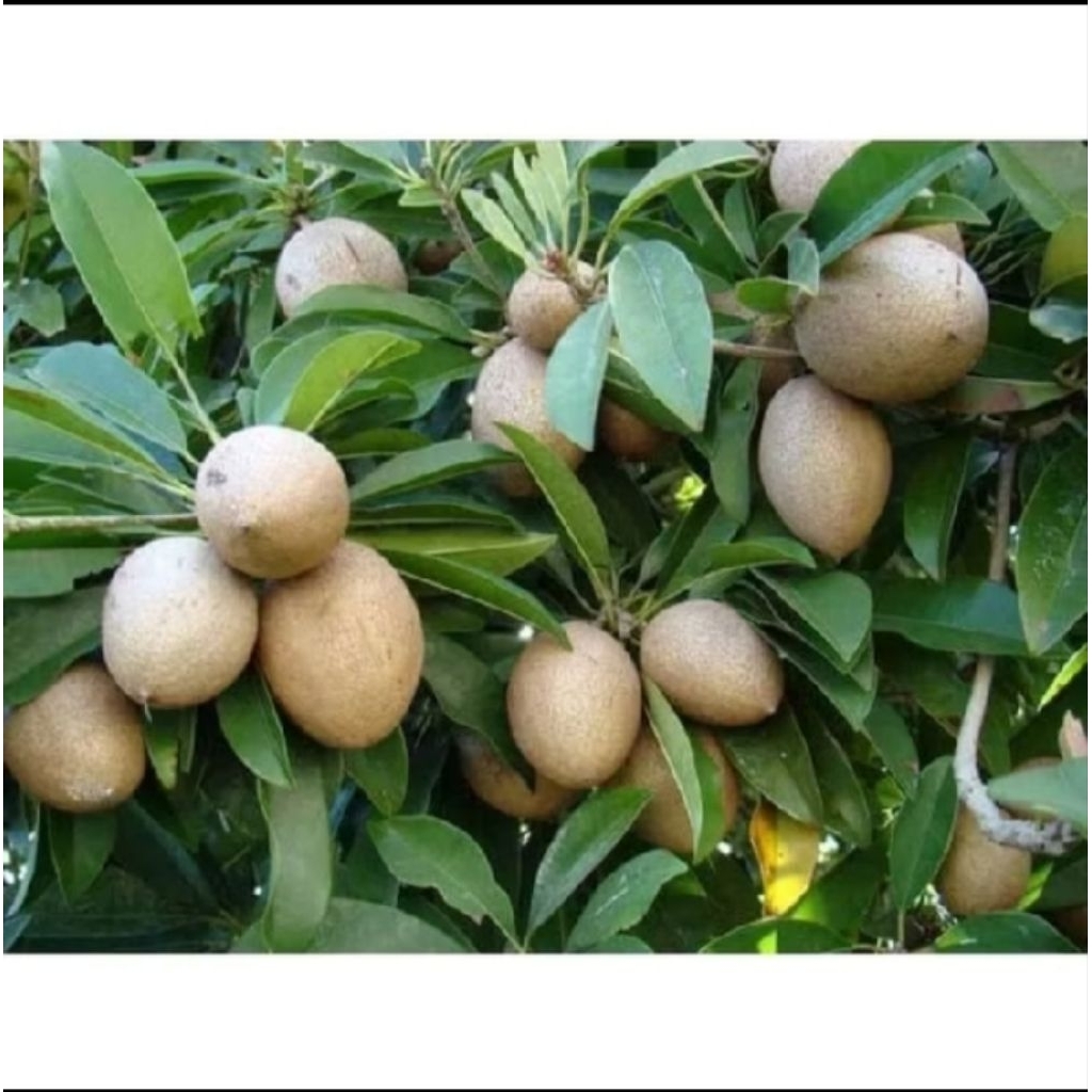 

BUAH SAWO READY PER 1KG