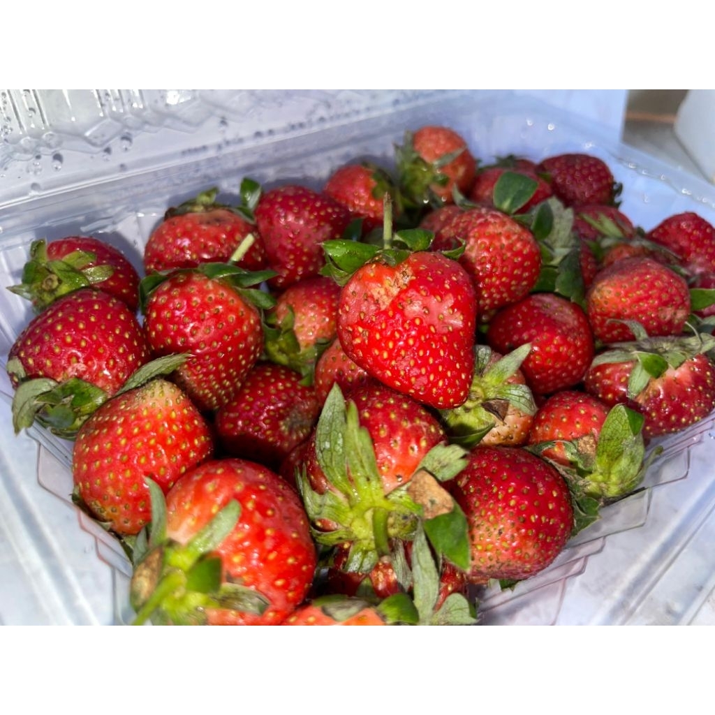

Strawberry Segar Batam 250 Gram – Buah Fresh Manis dan Sehat