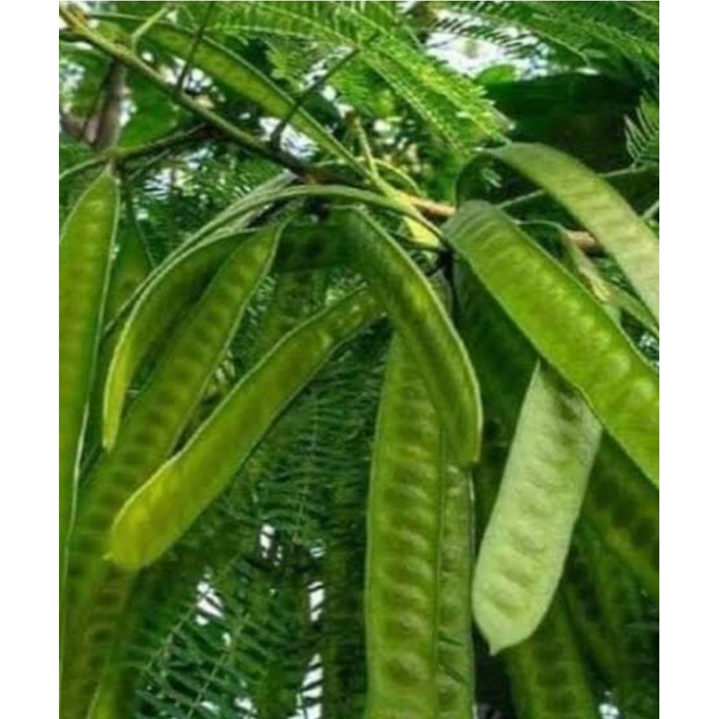 

Buah pete cina kupas asli organik berat 100 gr kelandingan kupas