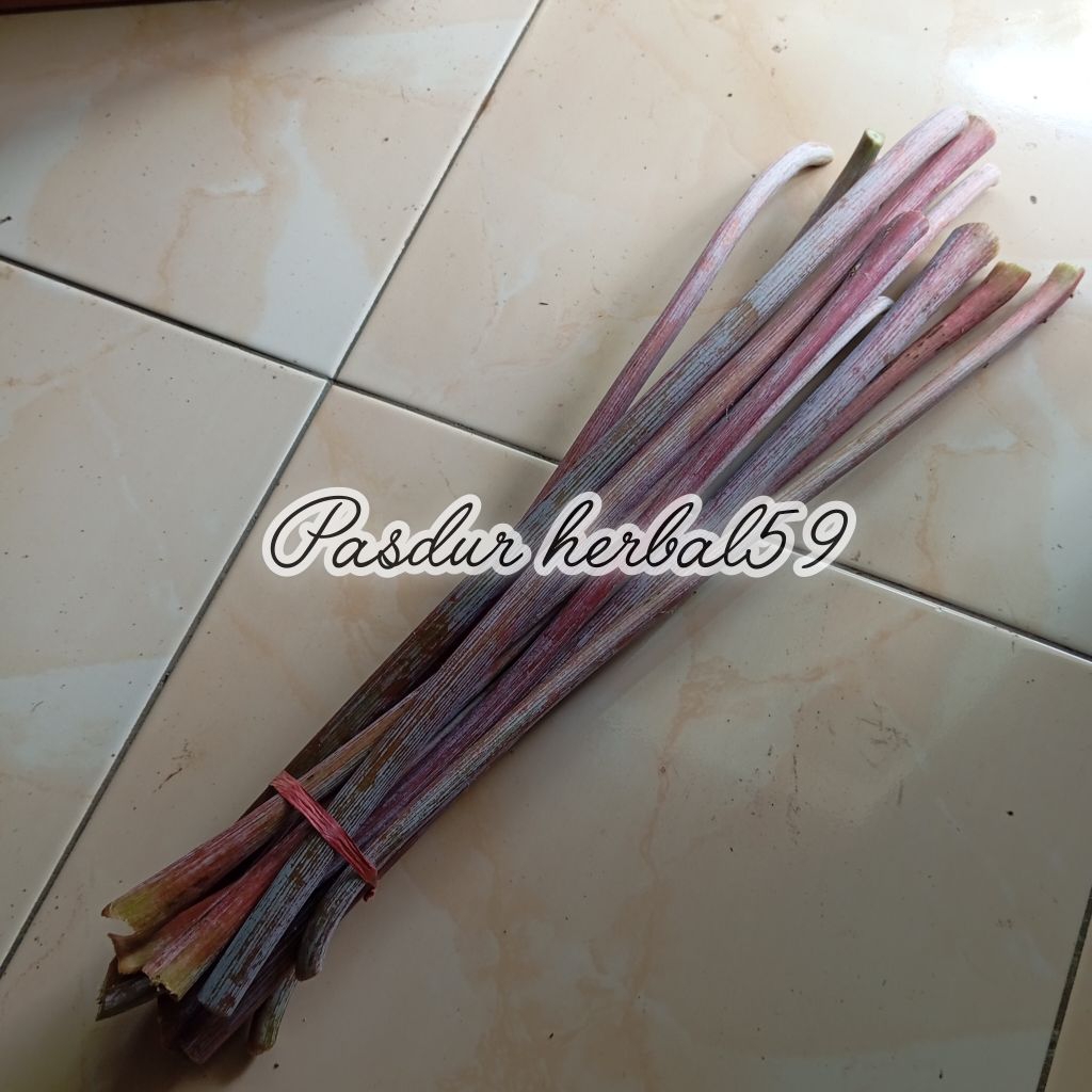 

Batang kaliki jarak jinten jarak merah 20 batang