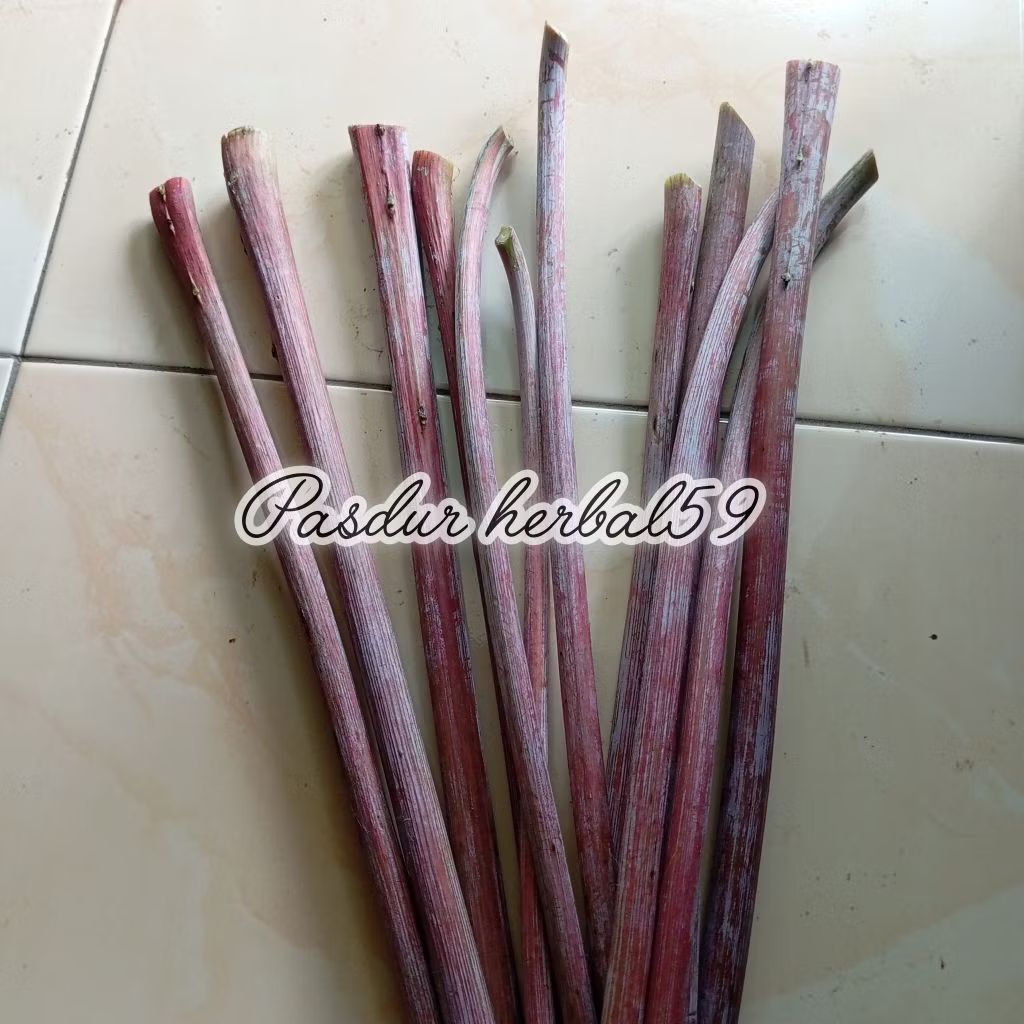 

Batang kaliki jarak jinten jarak merah 10 batang