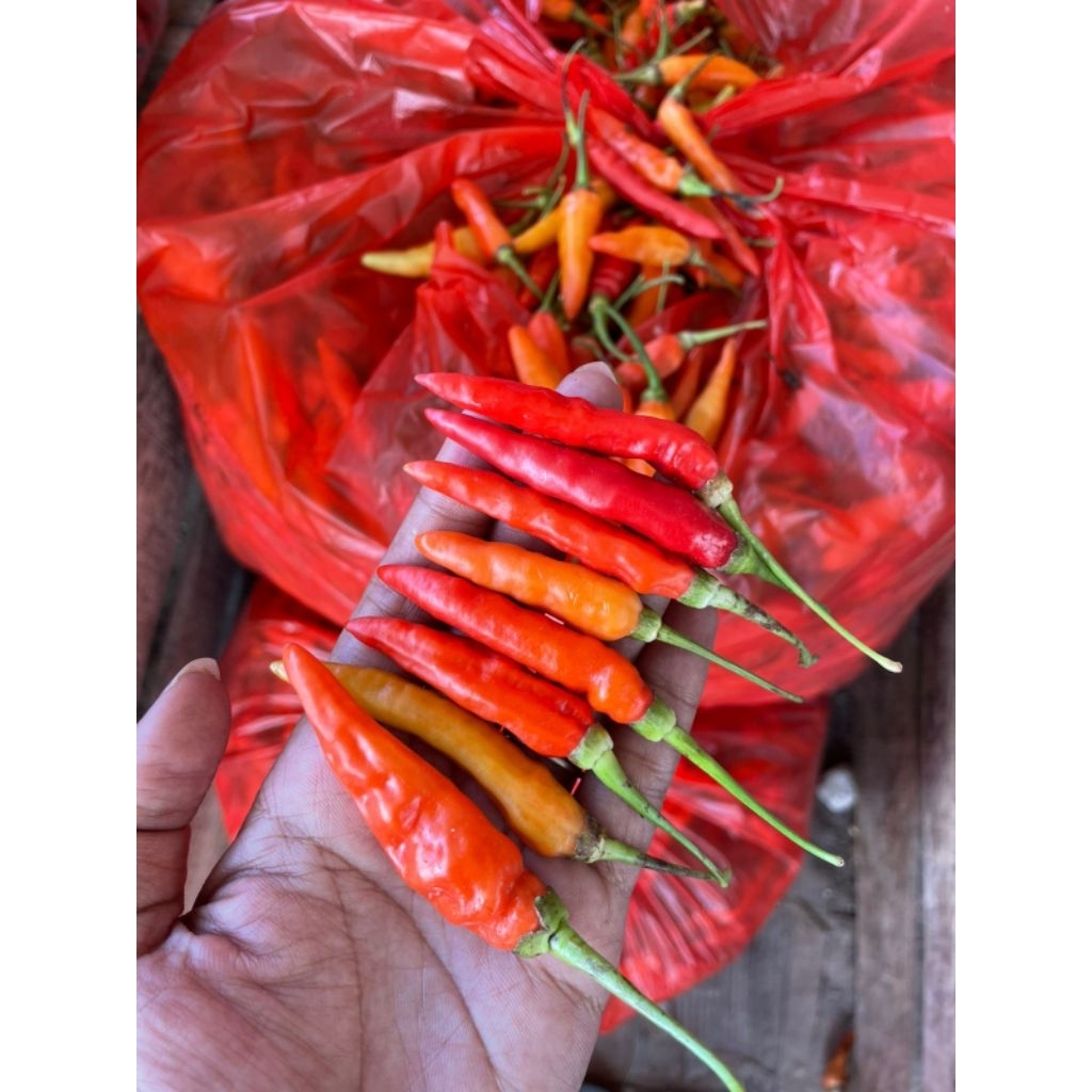 

Cabe Merah Pedas 1 Kg | Cabe Fresh | Cabe Segar | Cabe Rawit Murah
