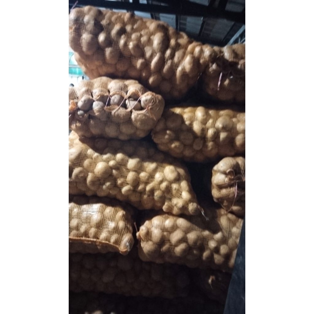 

kentang granola sedang besar