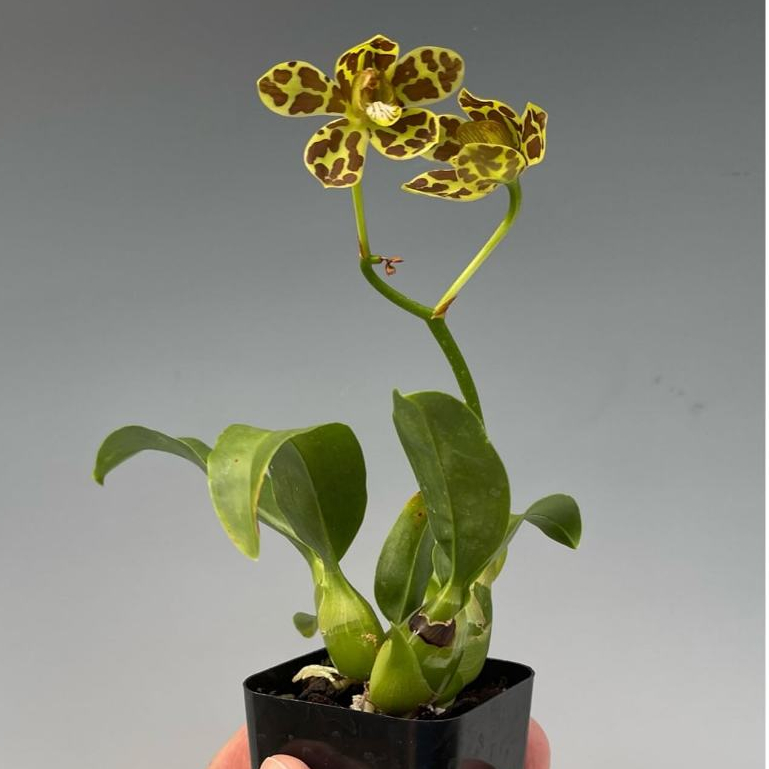 [ DEWASA ] Grammatophyllum Yuan Nan Tiger | Grammatophyllum Yunan Tiger