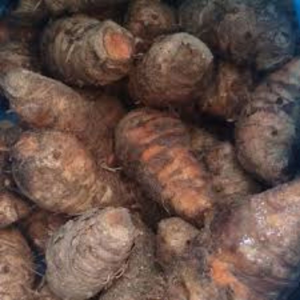 

EMPU KUNYIT / INDUK KUNYIT UNTUK ASAM LAMBUNG