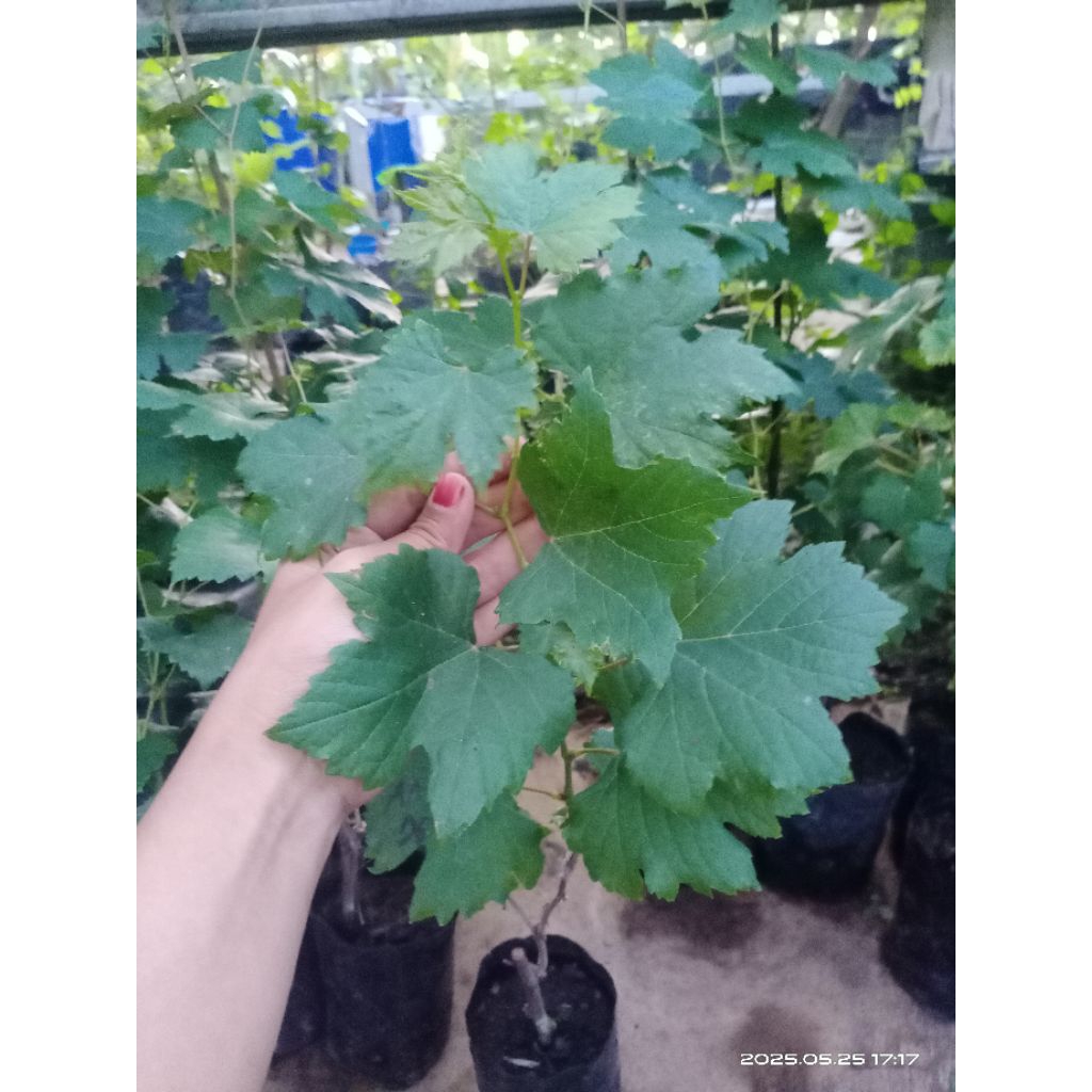 bibit anggur anyuta rs dogreid