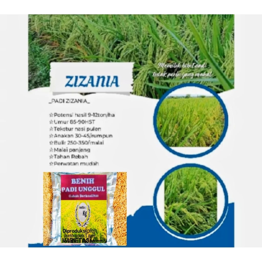Benih padi ZIZANIA premium original 5kg