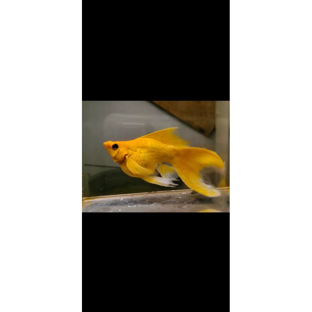 1pasang molly gold veiltail ornamen aquarium