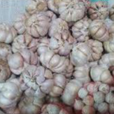 

Bawang Putih 1kg/500gr/250gr