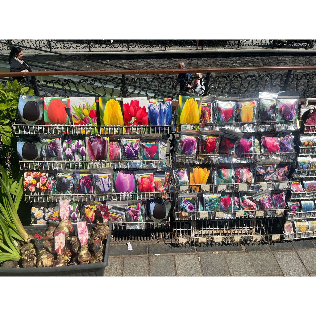 bibit bunga tulip asli Turki ( bonggol, bukan biji)