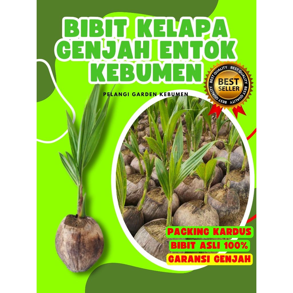 TERBAIK..! Tanaman Buah Kelapa Kopyor Besar, Tanaman Buah Kelapa Kopyor Bogor, Tanaman Buah Kelapa K