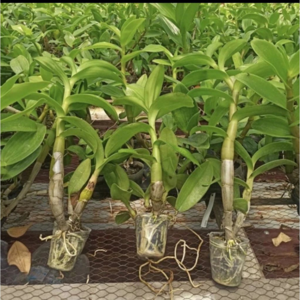 anggrek dendrobium siap berbunga