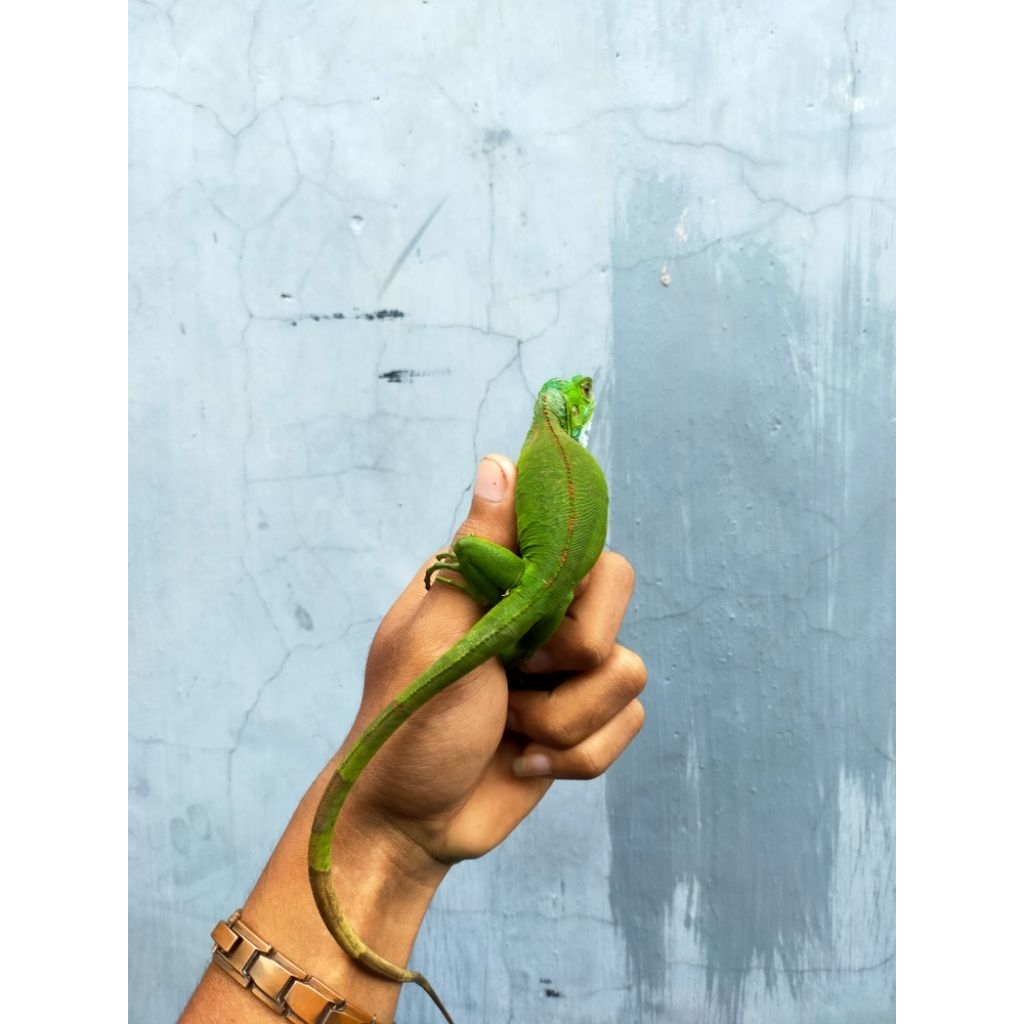 Godzilla iguana green het blue columbia