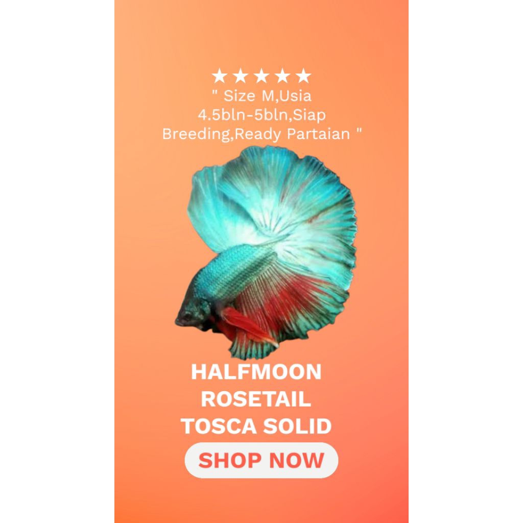 HALFMOON TOSCA ROSETAIL