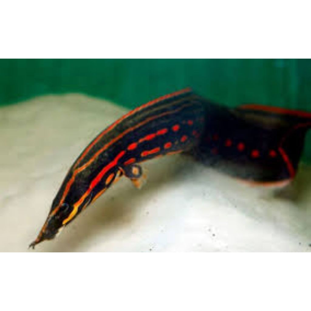 Dekorasi Hiasan Aquarium Sili Api (Fire Eel) (KHUSUS INSTAN)