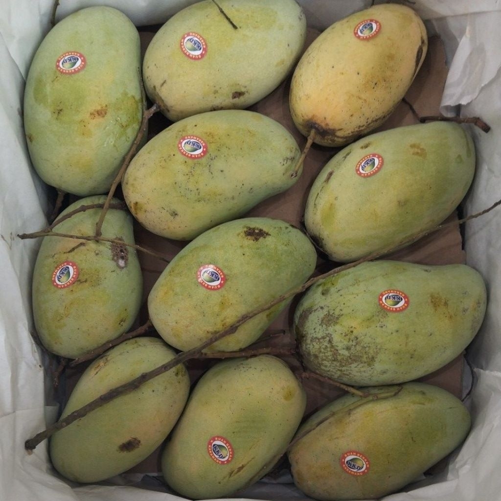 

Mangga Gajah Fresh Size Jumbo 1KG