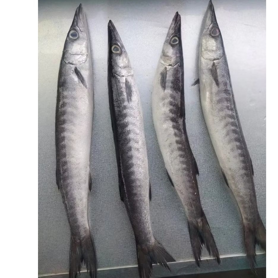 

ikan Alu alu besar Ikan barakuda premium hasil laut segar