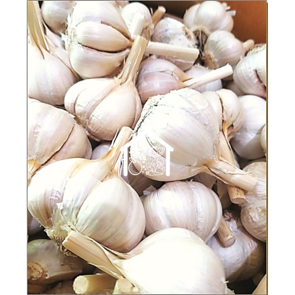 

Bawang Putih Kating Utuh 500 Gram Pilihan Hemat