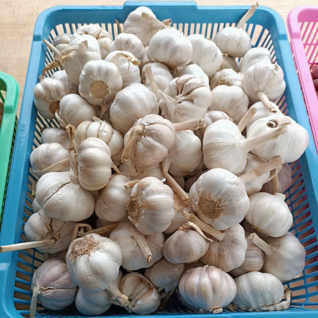 

bawang putih