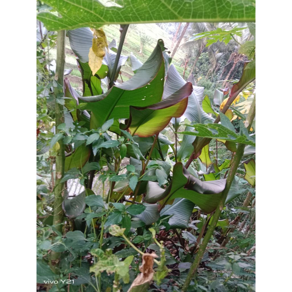 

ubi ganyong segar 1 kg