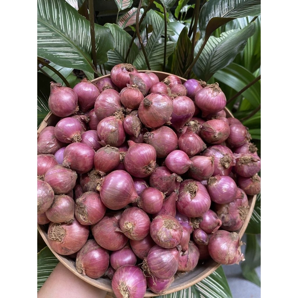 

(500gr)bawang merah batu karet (BB)