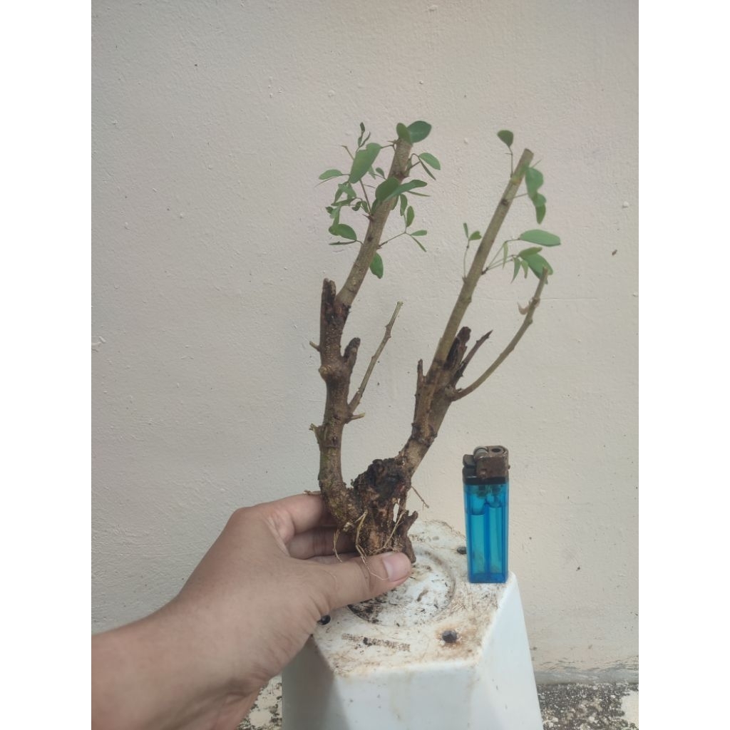 BONSAI ASEM LONDO (Bahan bonsai hasil dongkelan)