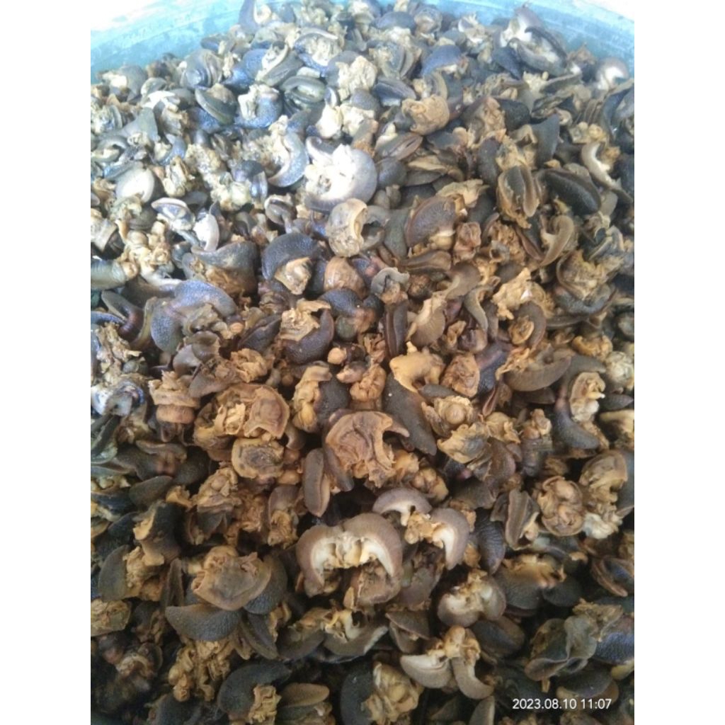 

BEKICOT SUDAH DI MASAK TANPA BUMBU