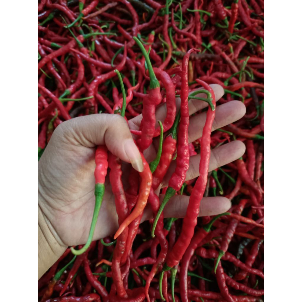 

cabe merah keriting/tampar 1kg