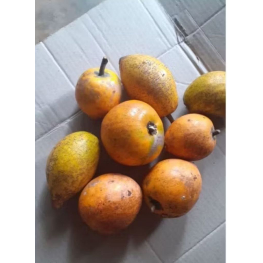 

Buah sawo alkesa/mentega segar sudah matang per (1kg)