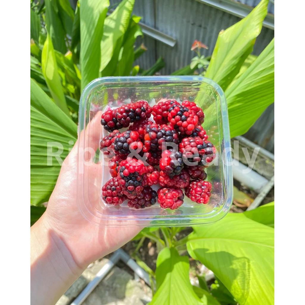 

Blackberry Lokal Fresh 125gr