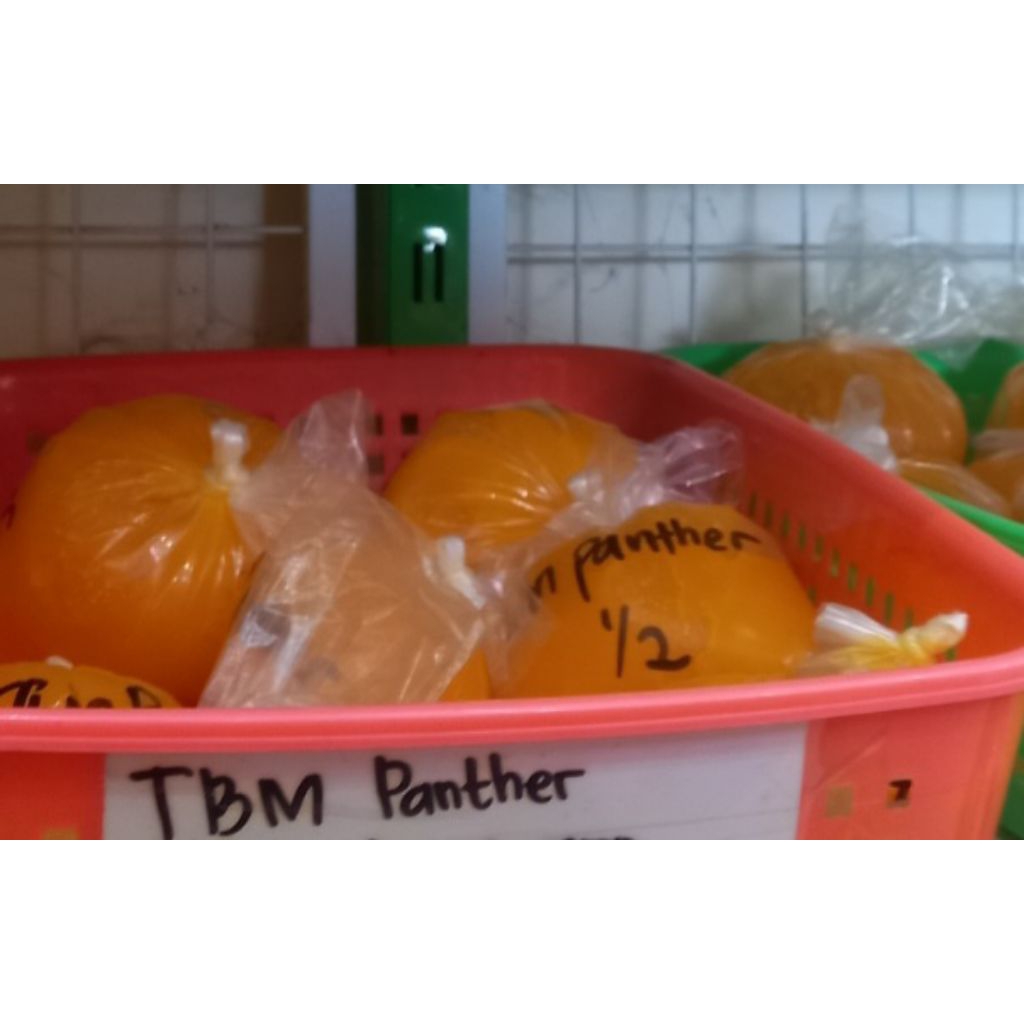 

SP-TBM-Panther-250gr-sponge-pelembut kue-repack