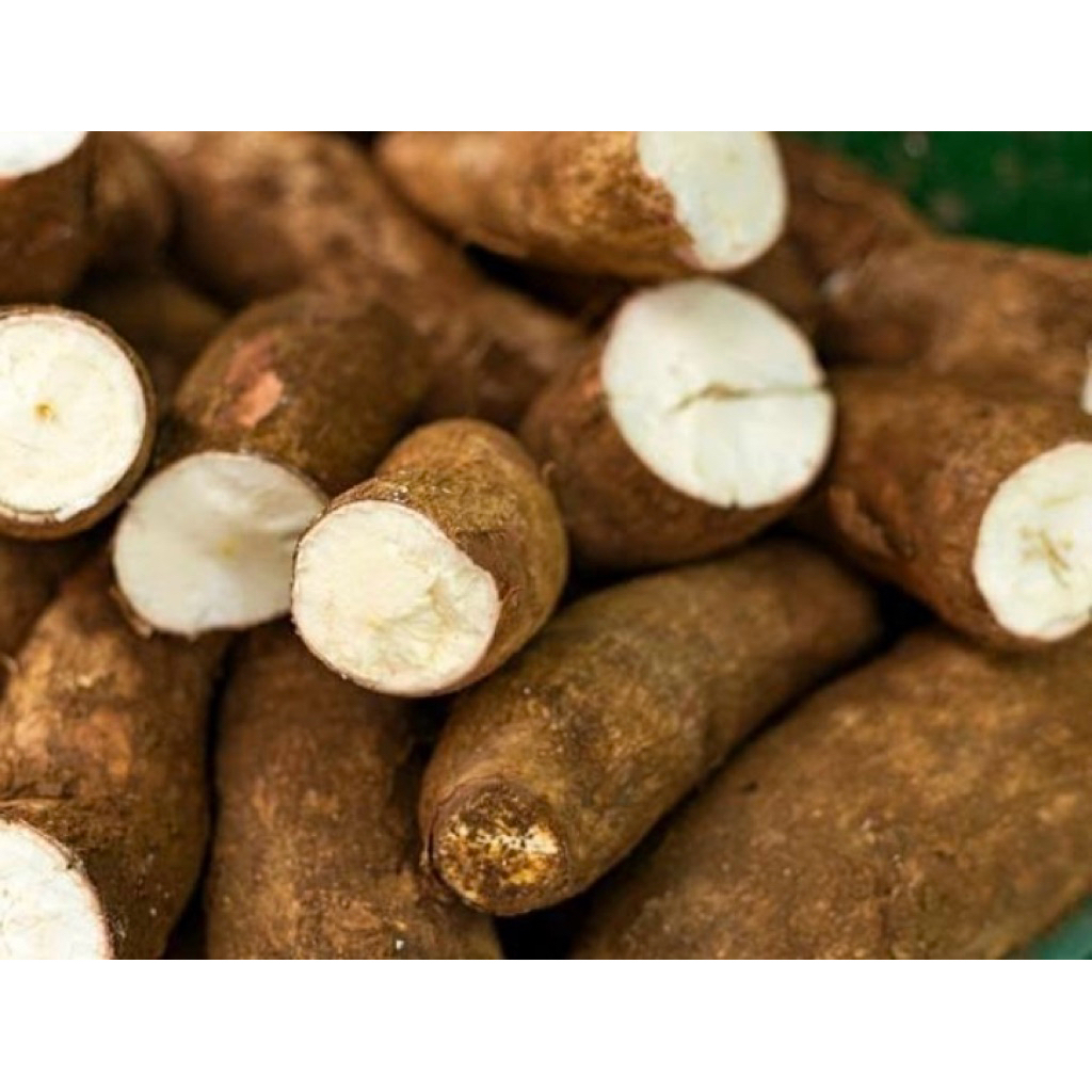 

Singkong kerikil segar pres panen langsung paket per 1kg