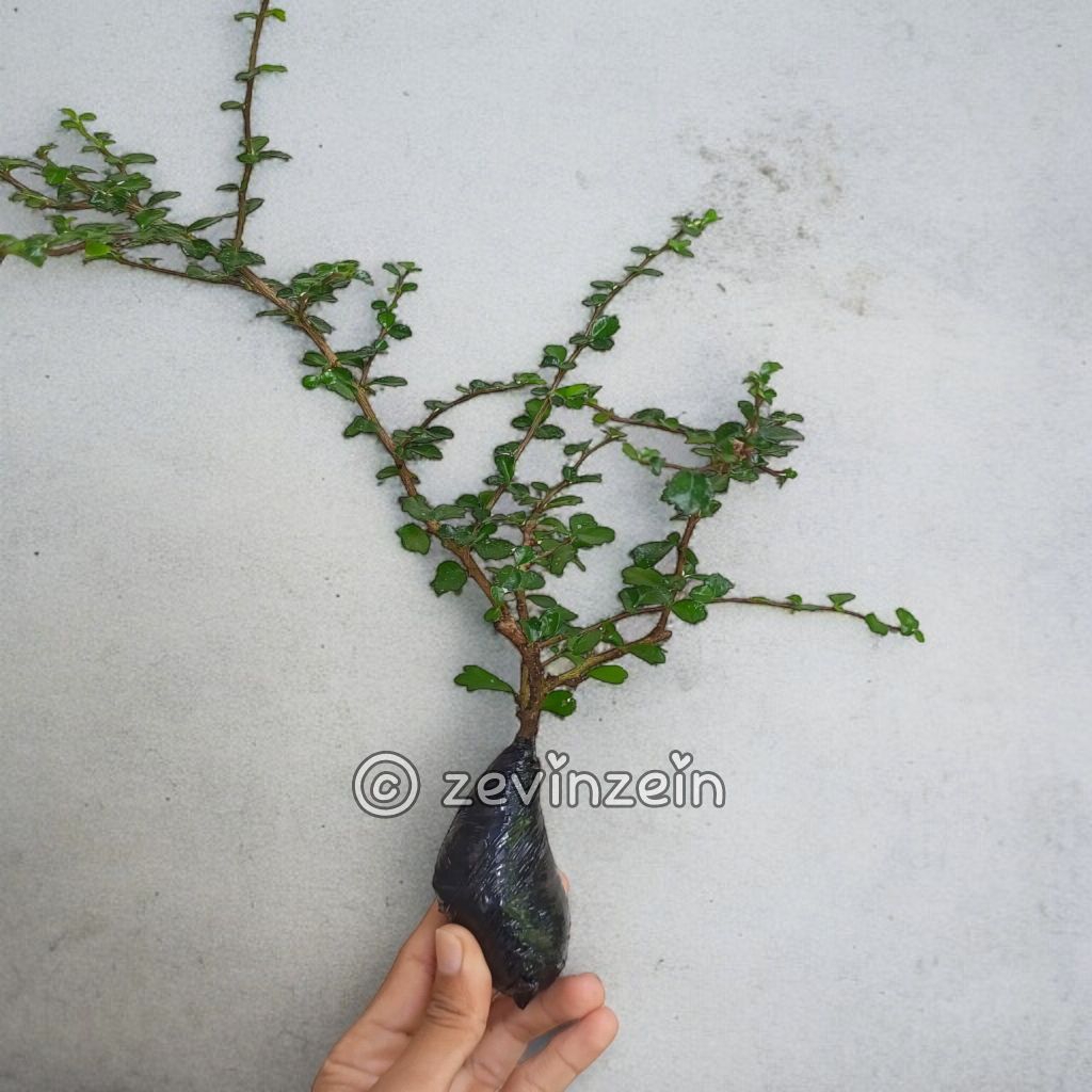 

Hokianti Mikro / Hokianti Buah / Hokiantea Import - HERBAL