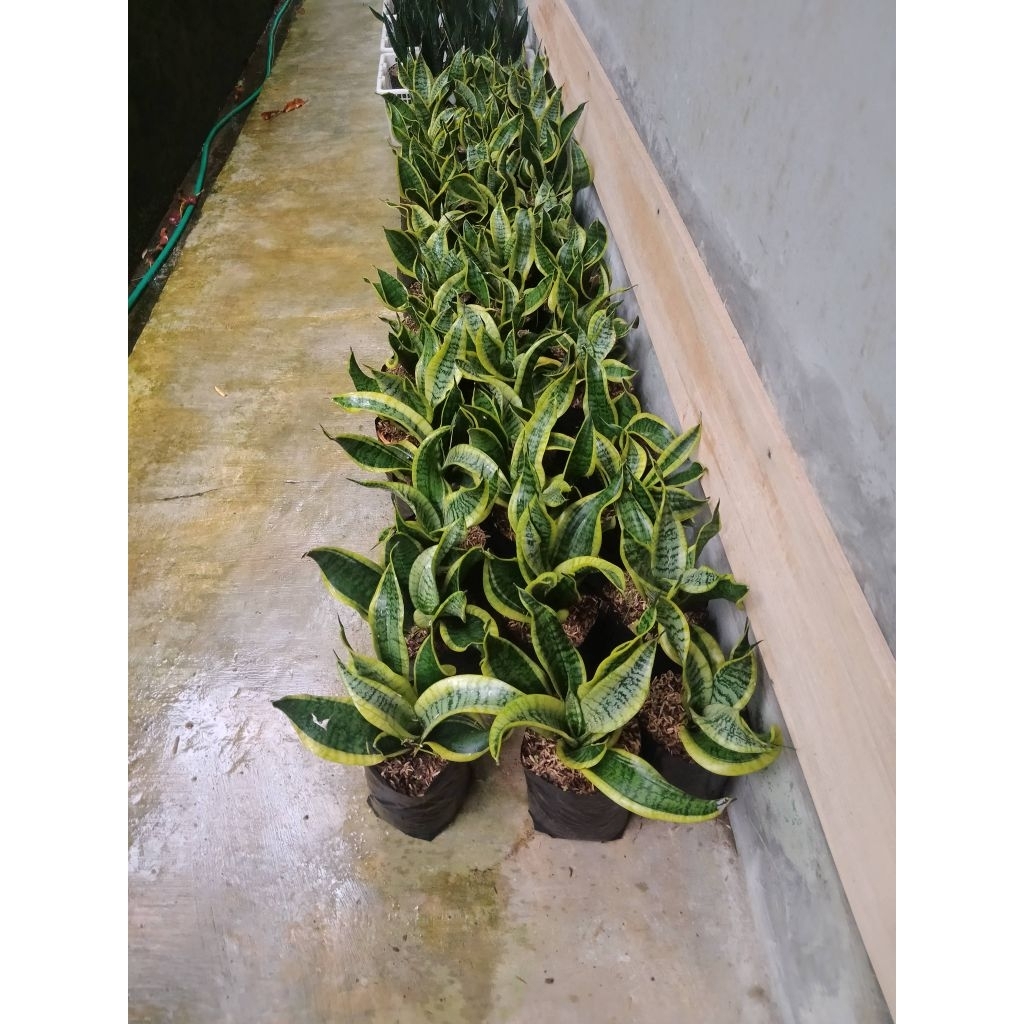 tanaman hias sensivera twister tsunami