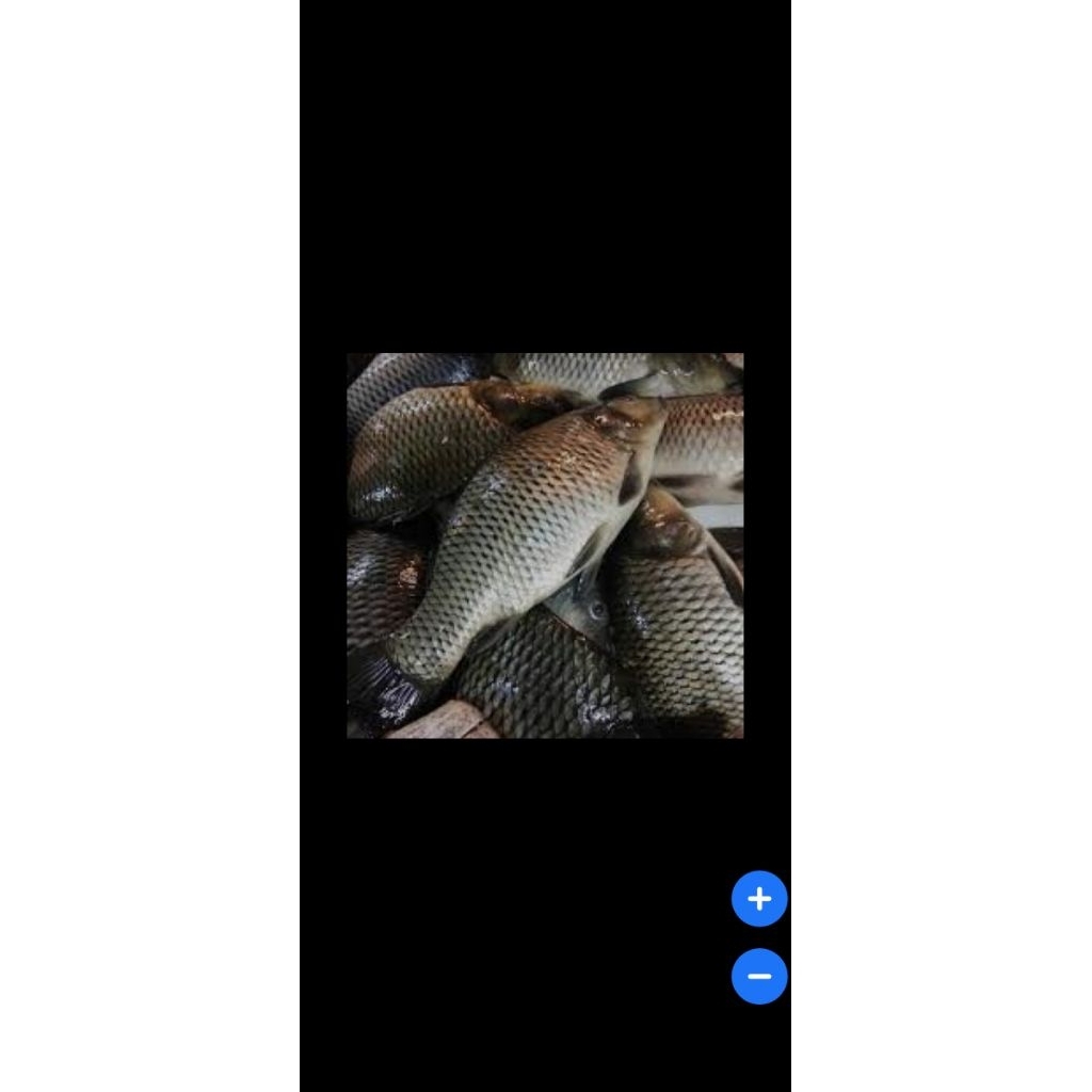 

ikan emas 500 gr/1000 gr