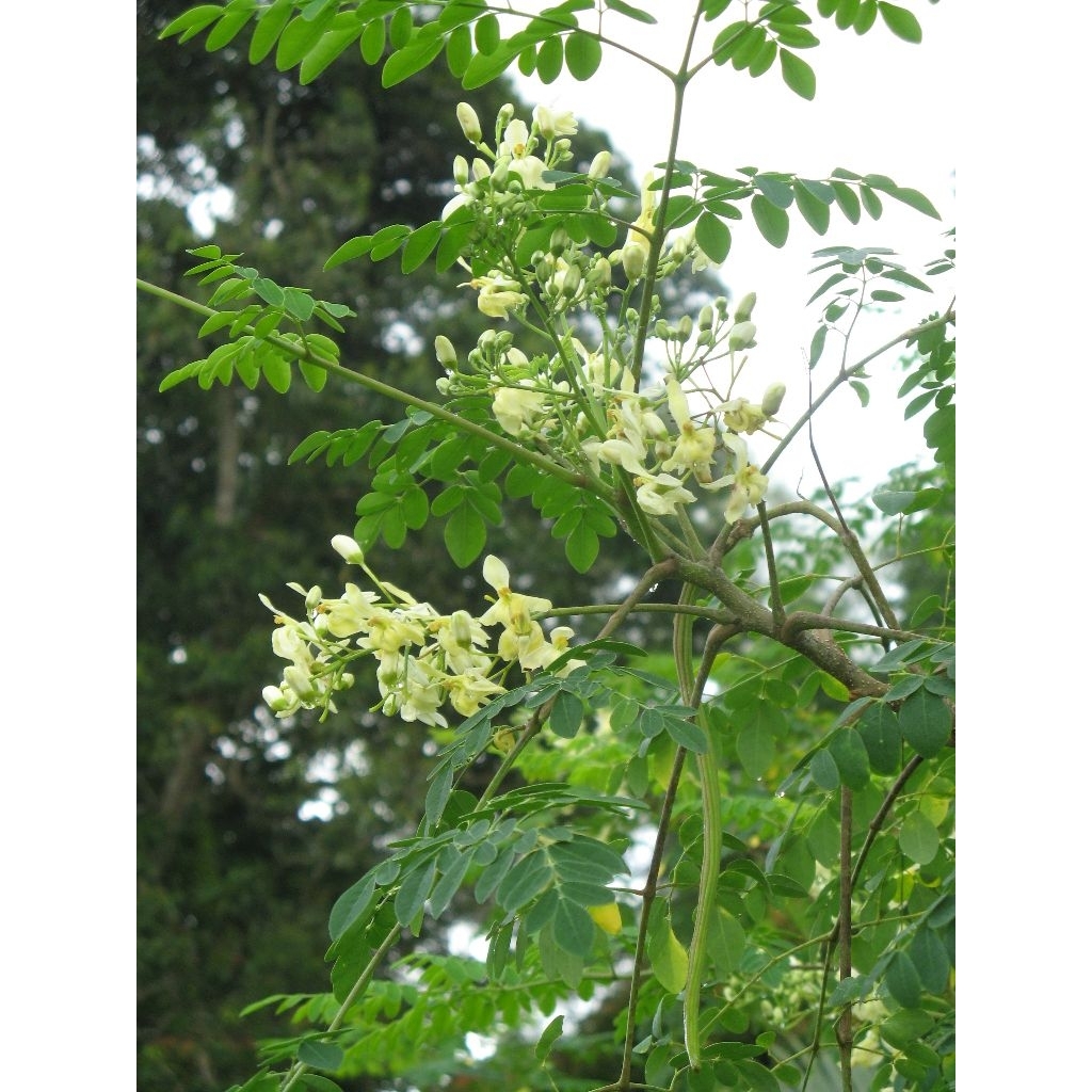 

daun +batang kelor/moringa