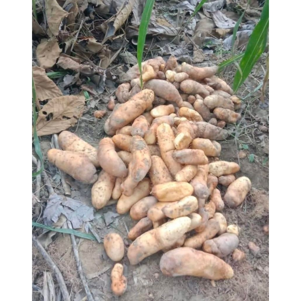 

ubi gemili ketan pulen gurih 1kg