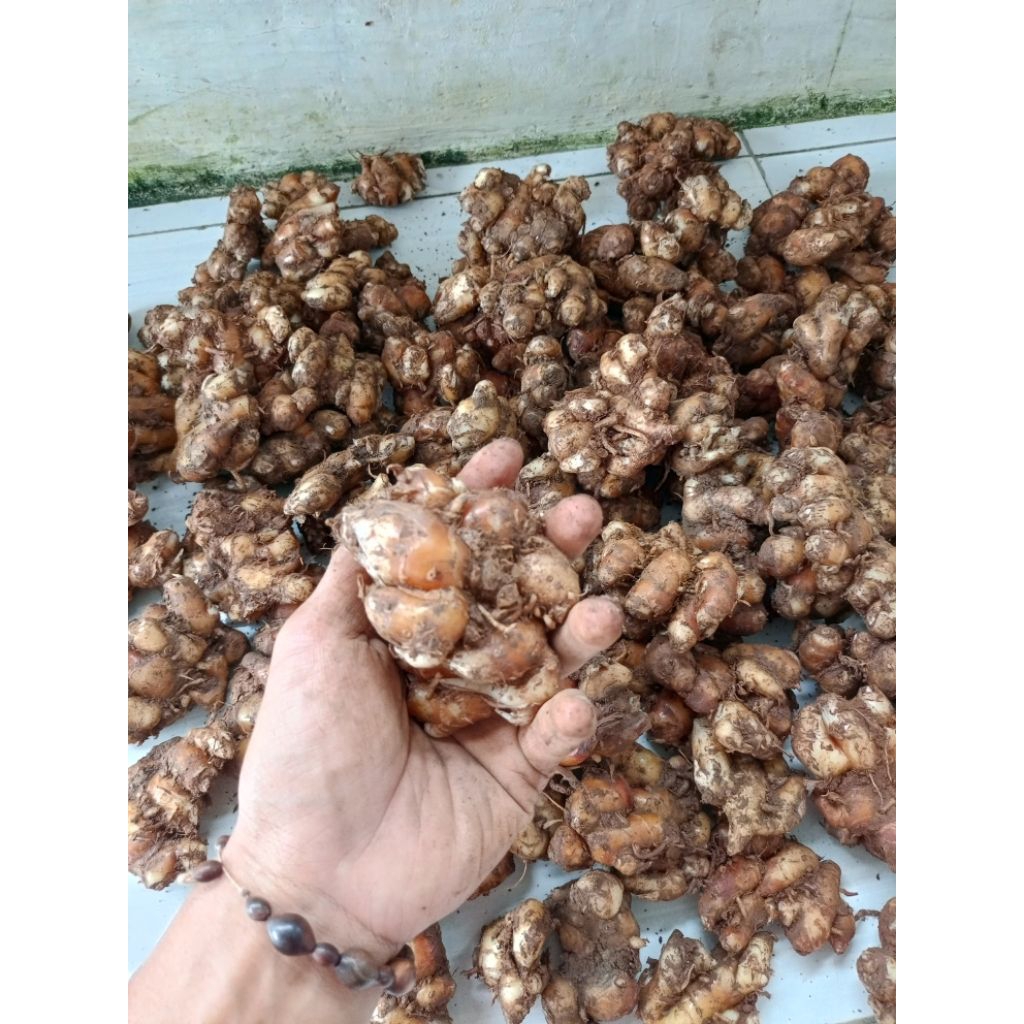 

Kencur murah 1 kg Kencur Segar 1 kg Kencur murah Banten