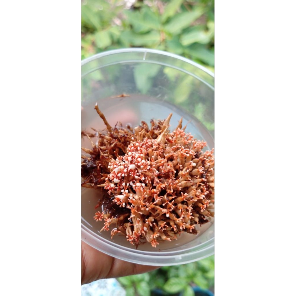 Bibit jakaba super kemasan tinwall 400ml